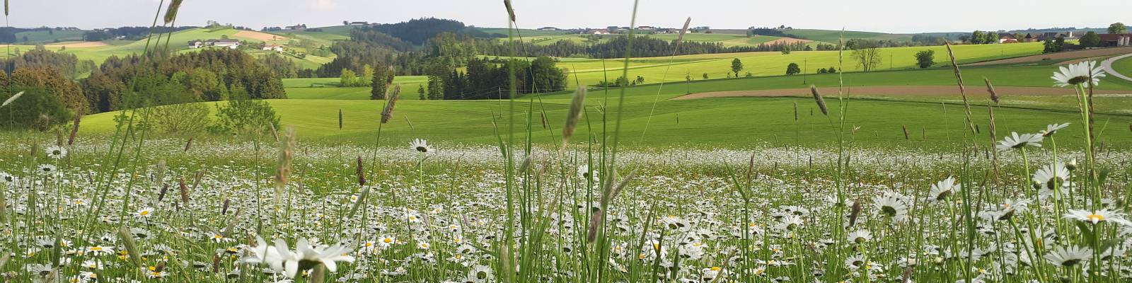 wunderschöne Aussicht in das Mühlviertel